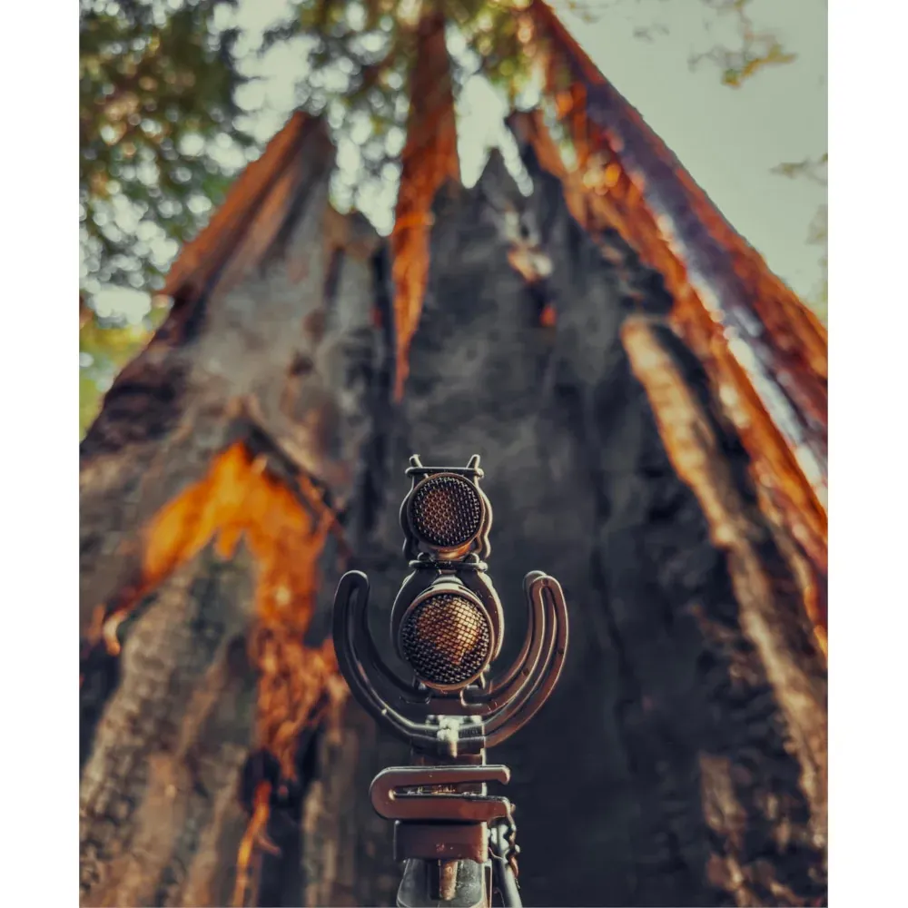 Sennheiser MKH 8030 Figure-8 Condenser Microphone: An MKH 8030 stereo rig set up in front of a burned tree trunk.